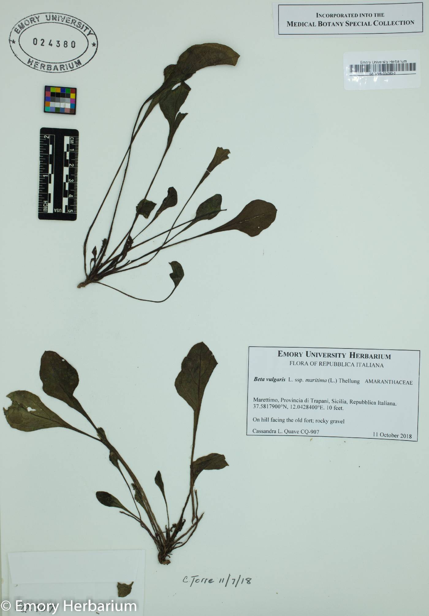 Beta vulgaris subsp. maritima image