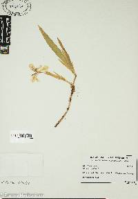 Iris cristata image