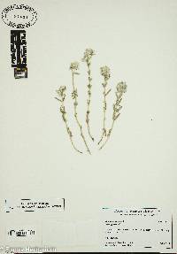 Teucrium polium image