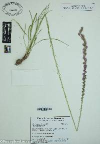 Liatris elegans image