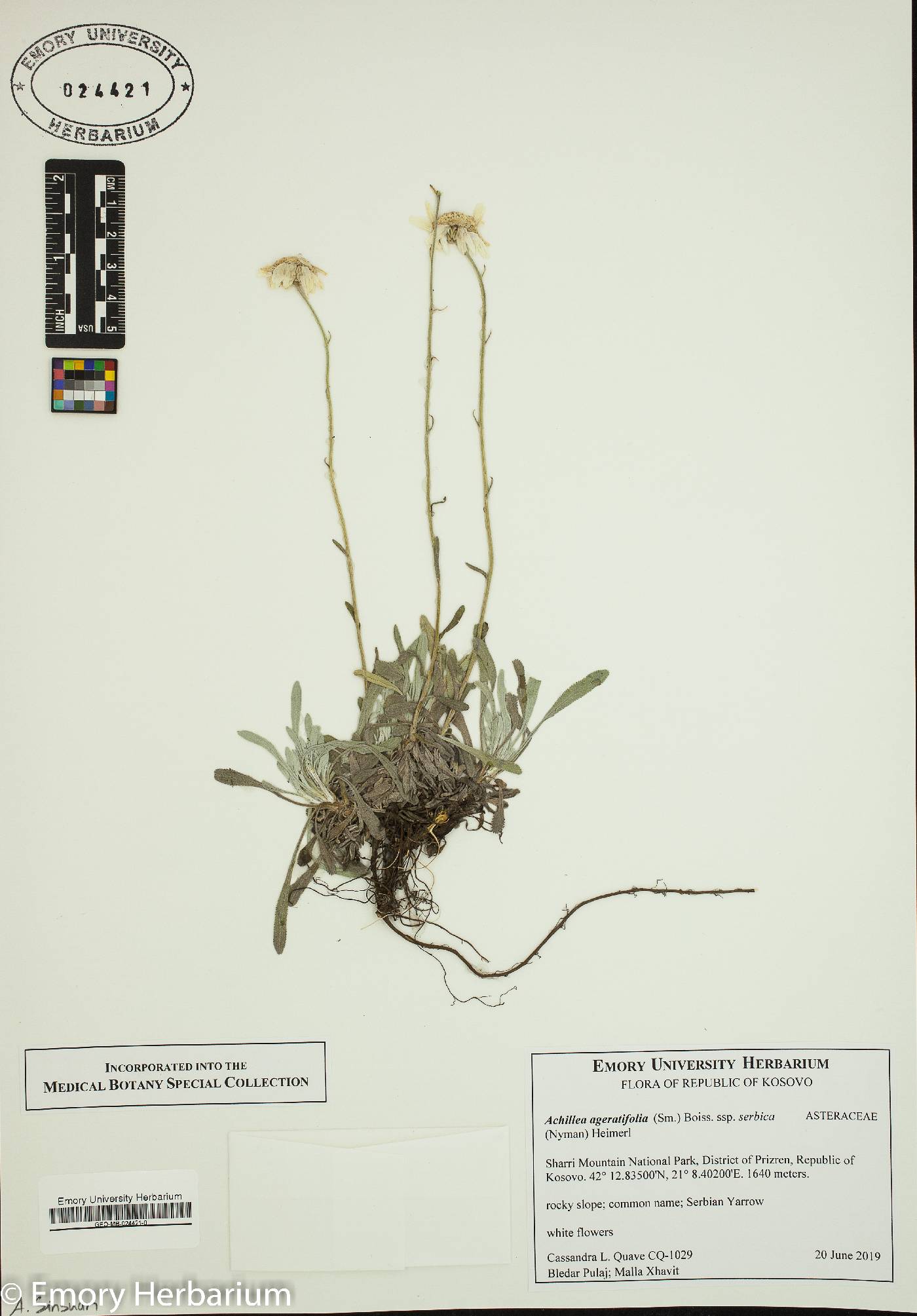 Achillea ageratifolia image