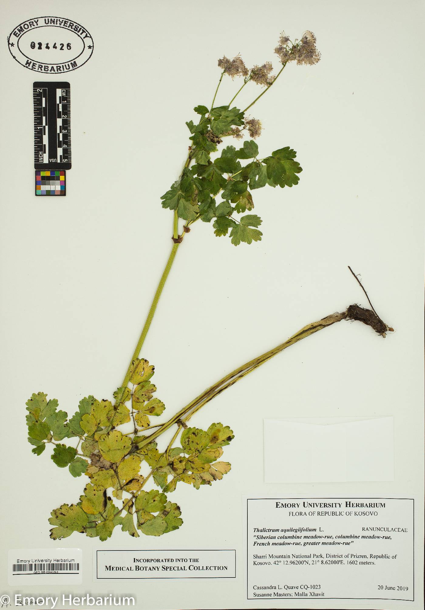 Thalictrum aquilegiifolium image