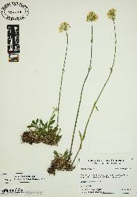 Silene roemeri image