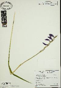 Gladiolus palustris image