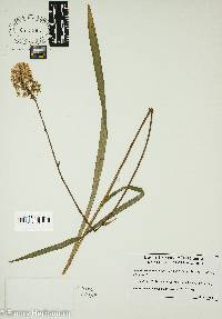 Amianthium muscitoxicum image