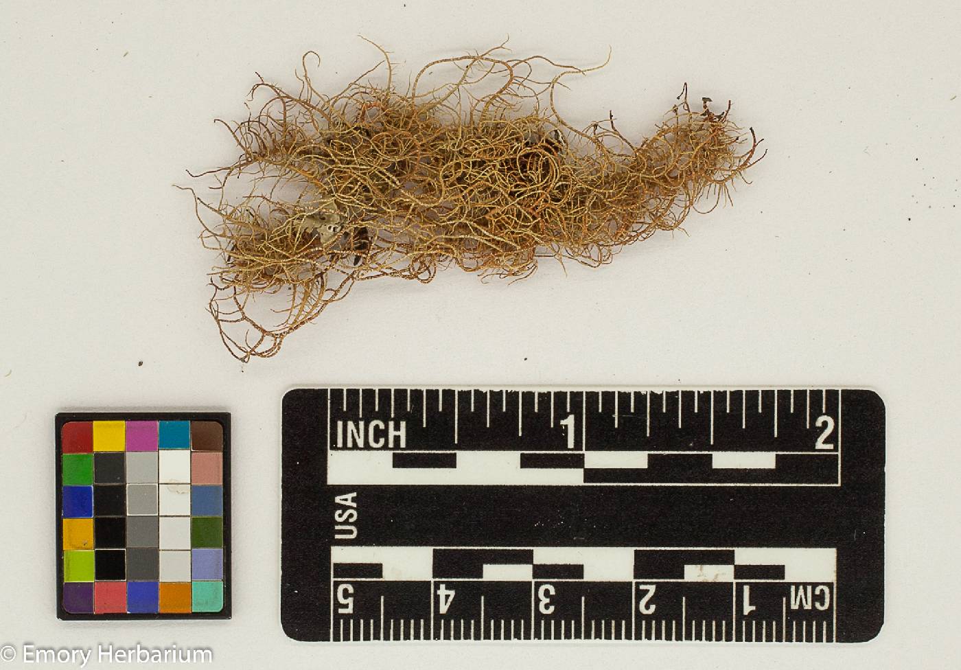 Usnea rubicunda image