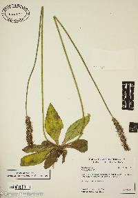 Plantago media image