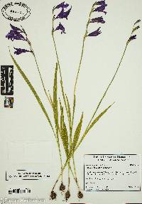 Gladiolus palustris image