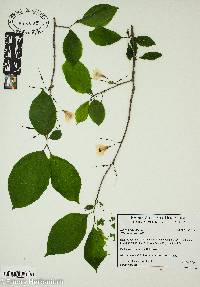 Halesia carolina image