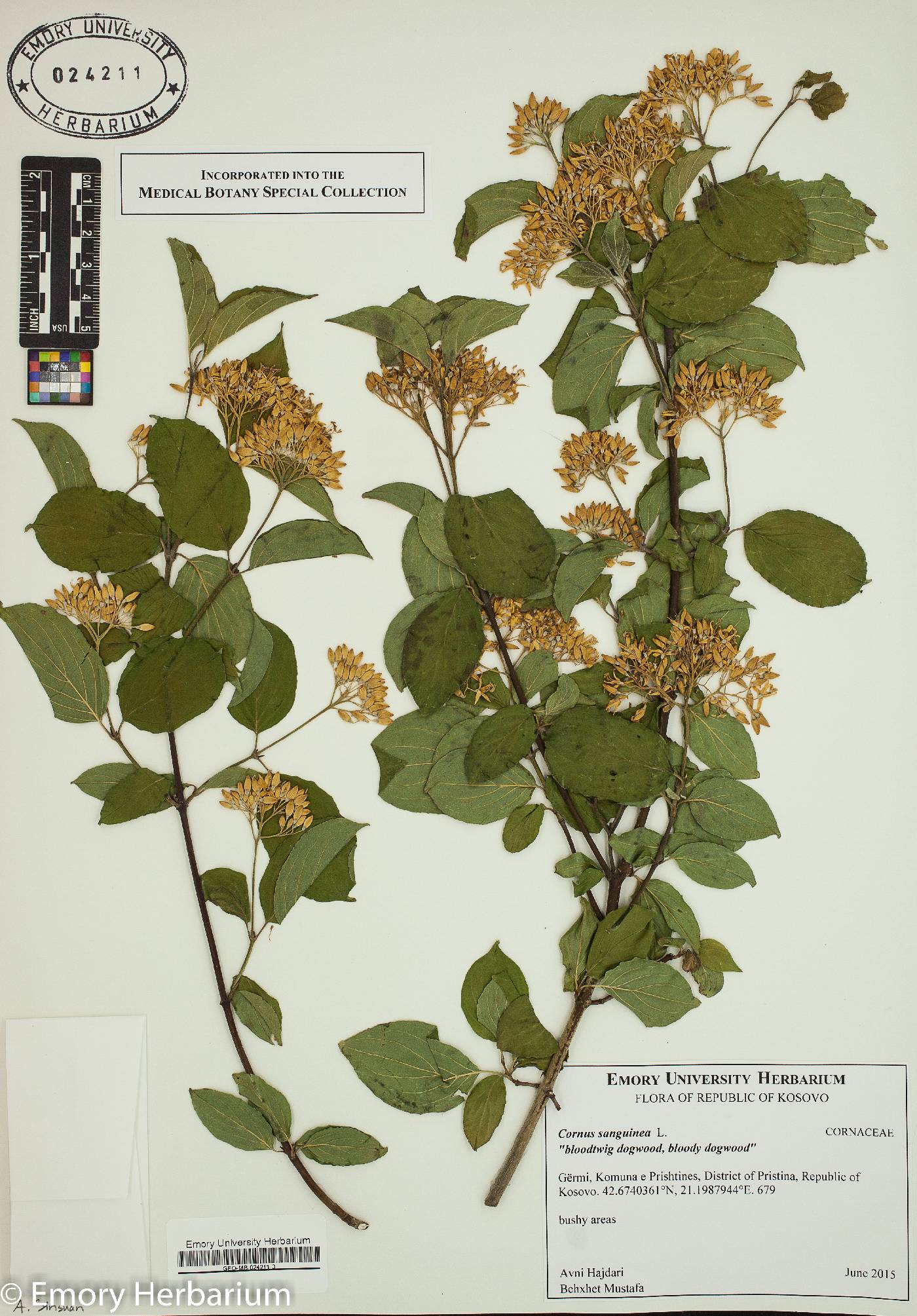 Cornus sanguinea image