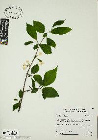 Halesia carolina image