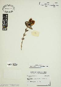 Hypericum splendens image