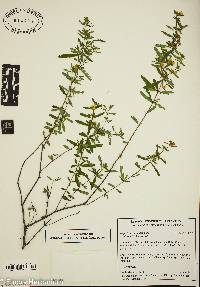 Hypericum galioides image