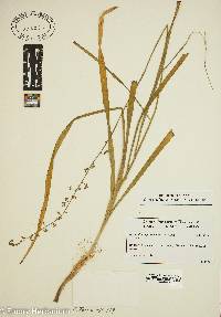 Stenanthium gramineum image