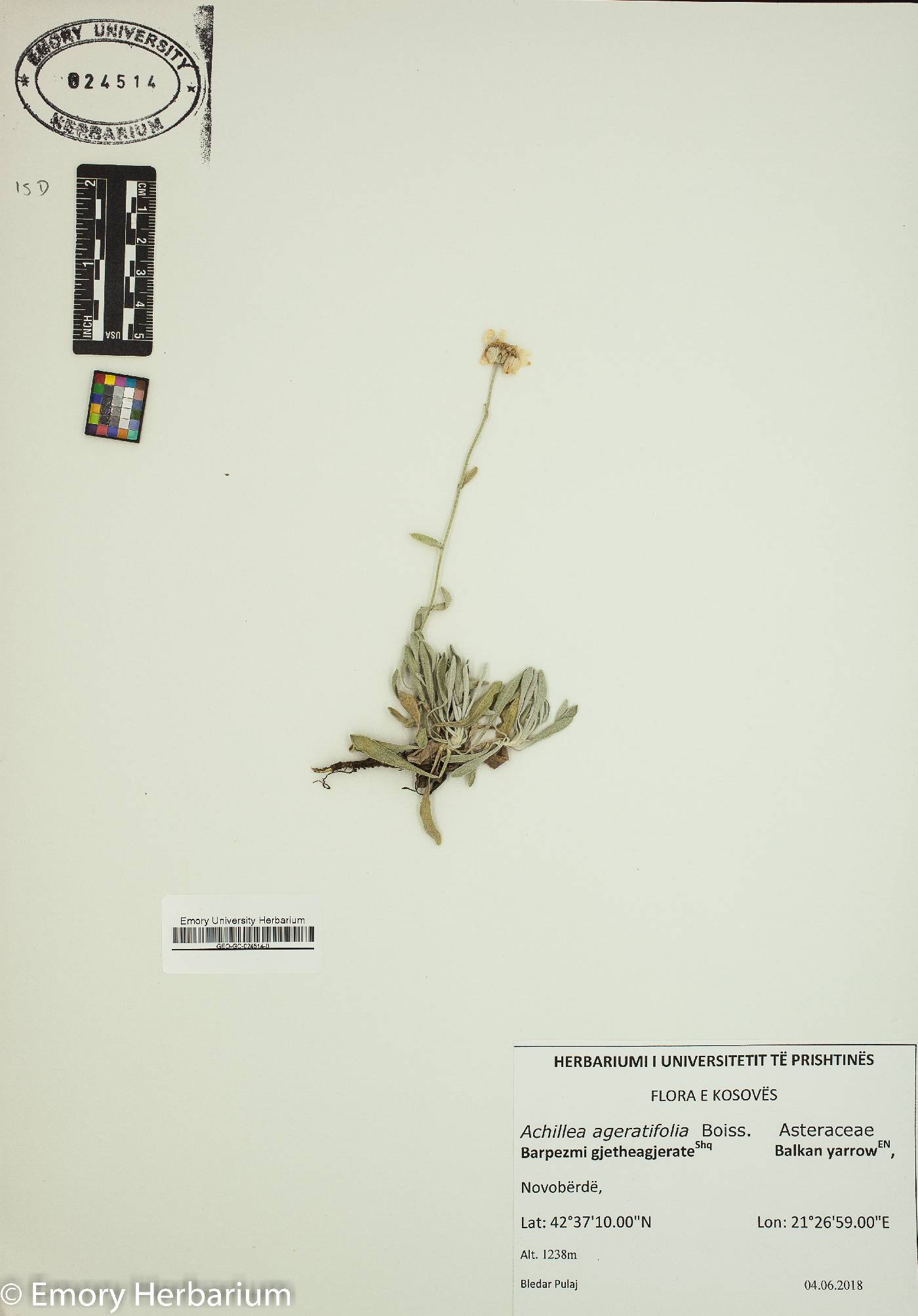 Achillea ageratifolia image