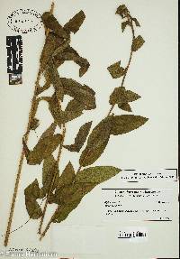 Silphium asteriscus image