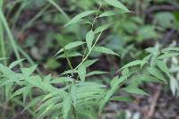 Amsonia tabernaemontana image