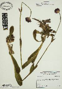 Silene roemeri image
