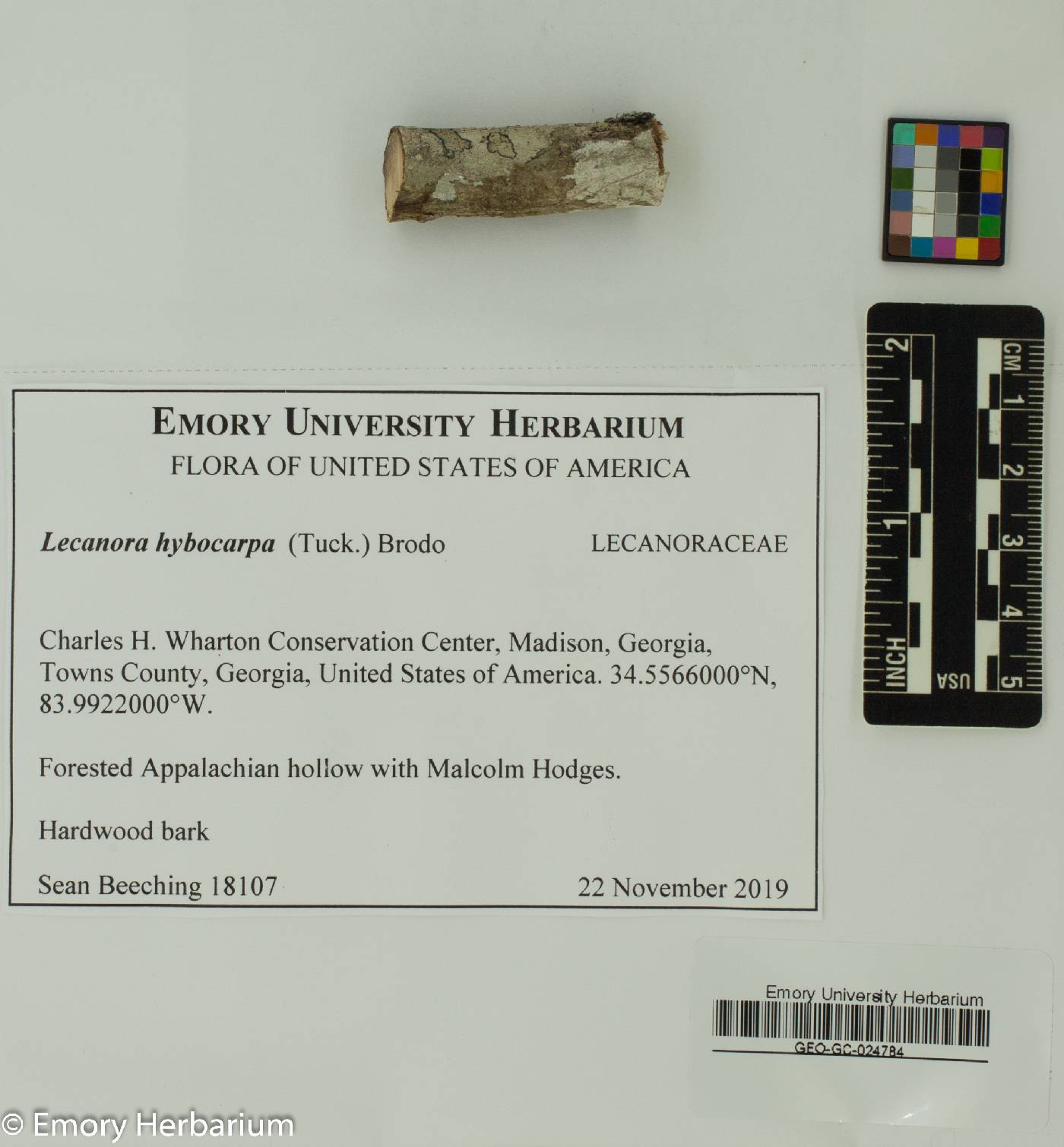 Lecanora hybocarpa image