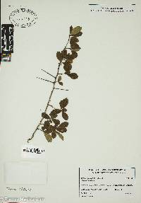 Crataegus uniflora image