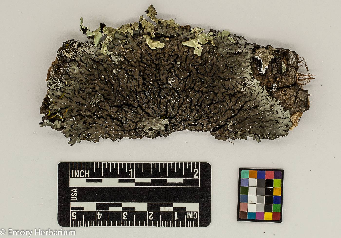 Pyxine image