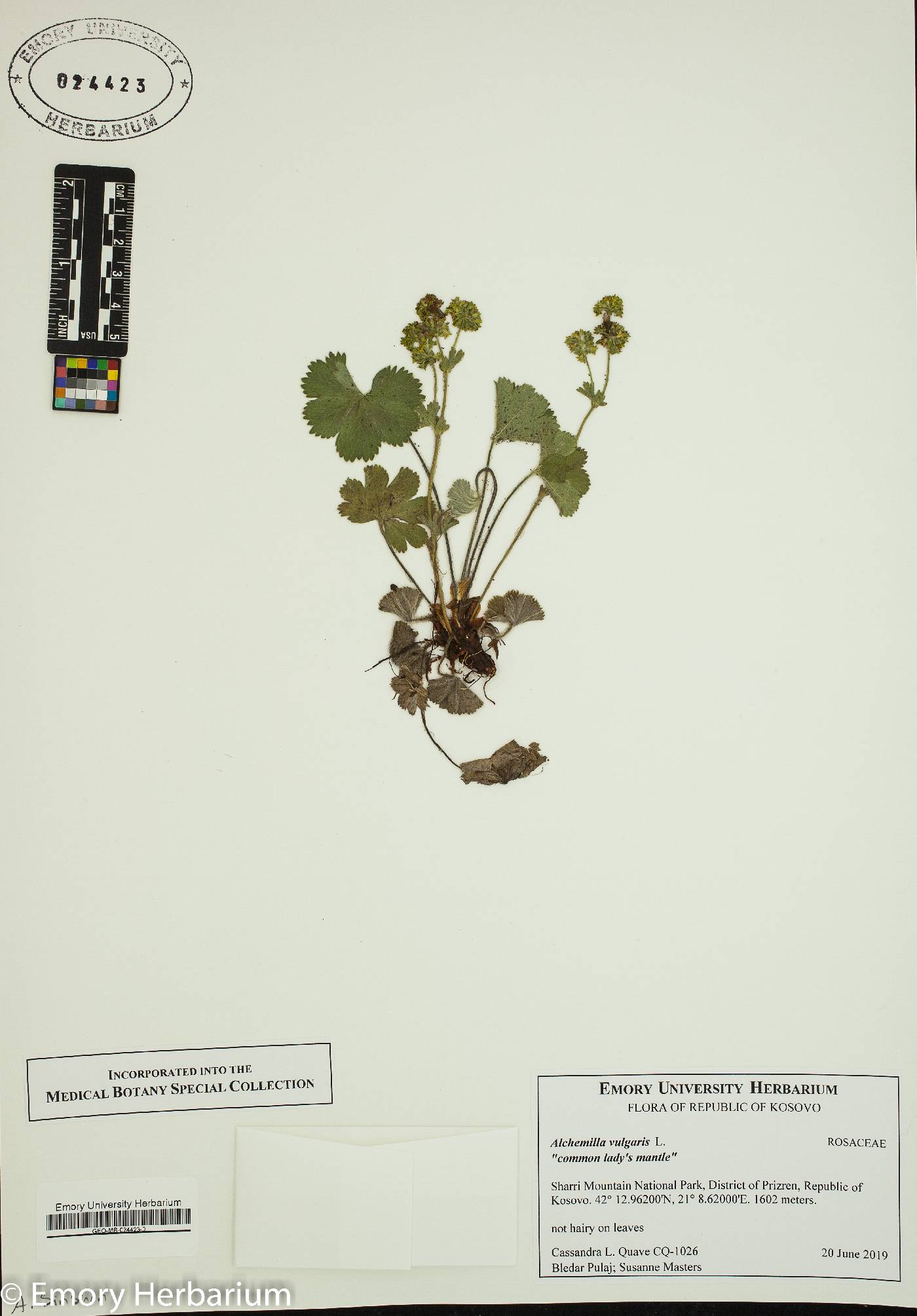 Alchemilla vulgaris image