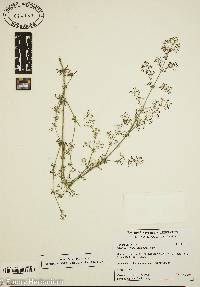 Galium debile image