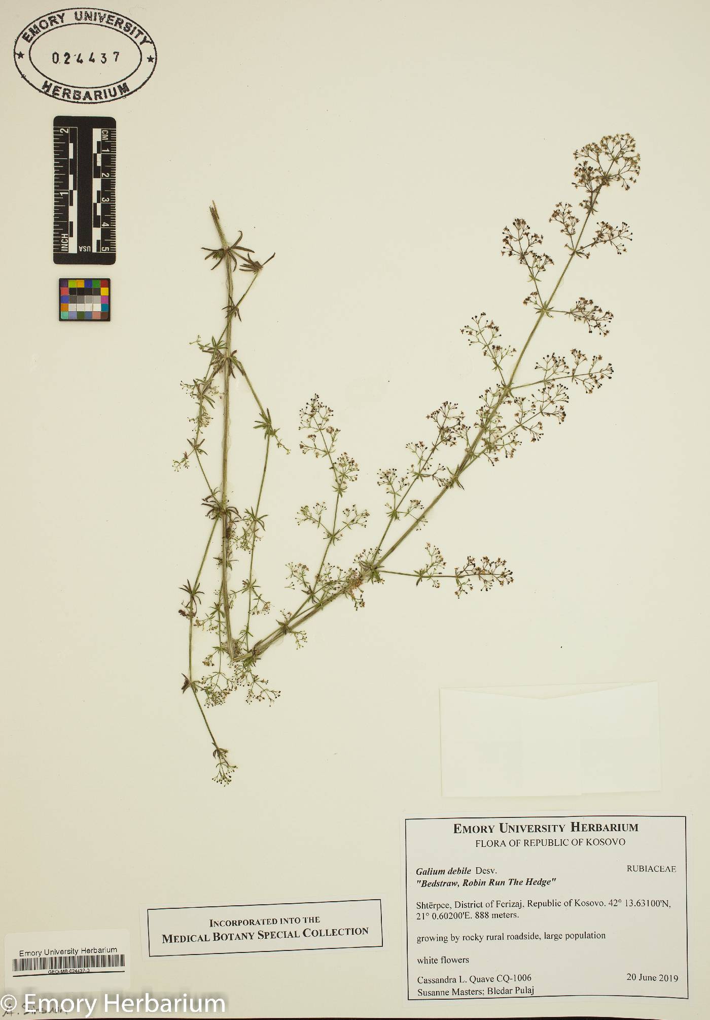 Galium debile image