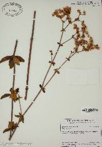 Eriogonum tomentosum image