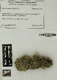 Usnea strigosa image