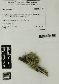 Usnea mutabilis image