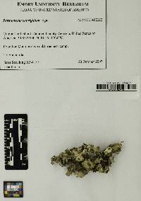 Parmotrema subrigidum image
