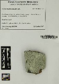 Lecanora caesiorubella image