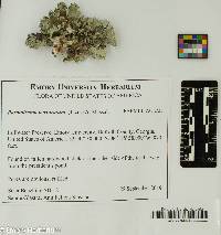 Parmotrema perforatum image