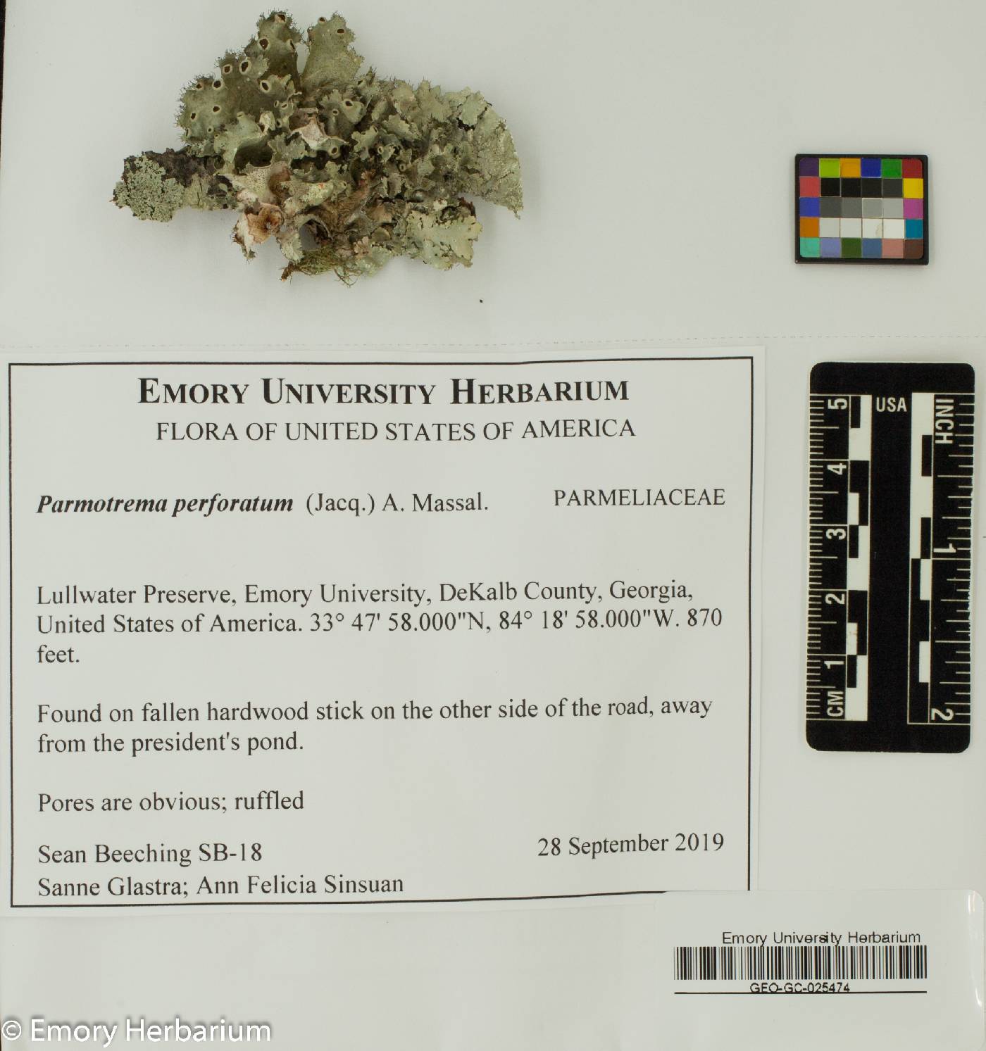 Parmotrema perforatum image