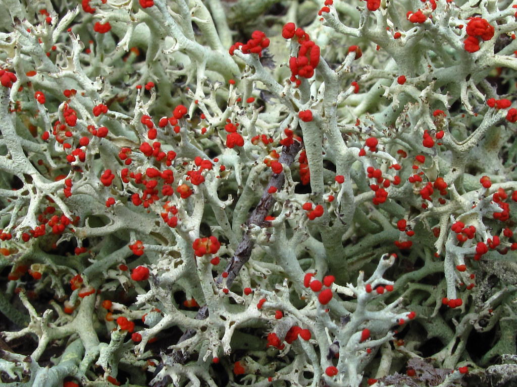 Cladonia leporina image