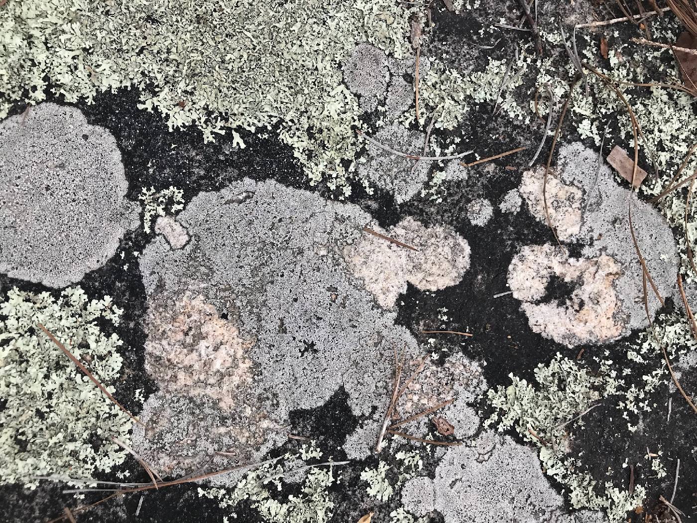 Lecanora oreinoides image