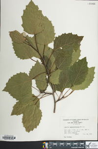 Populus grandidentata image