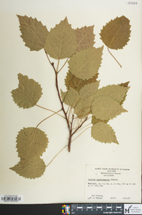 Populus grandidentata image