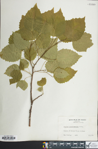 Populus grandidentata image