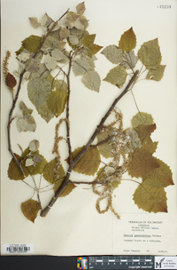 Populus grandidentata image