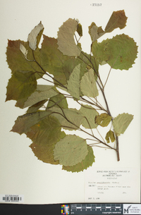 Populus grandidentata image