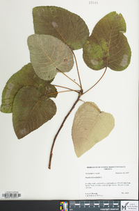 Populus heterophylla image