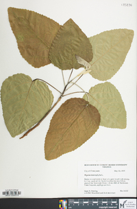 Populus heterophylla image