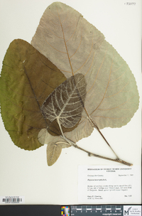 Populus heterophylla image