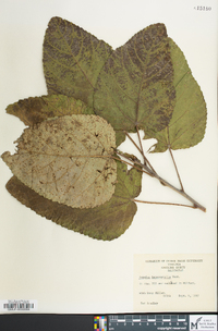 Populus heterophylla image