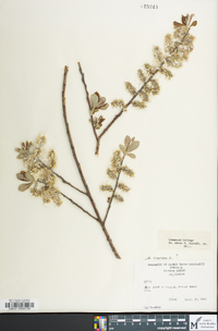 Salix caprea image