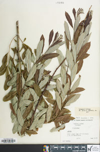 Salix cinerea image