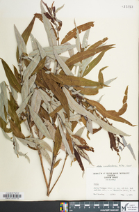 Salix caroliniana image