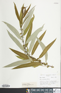 Salix caroliniana image